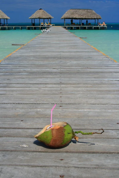 Tropical coconut drink on oceanside dock — Stock Photo, Image