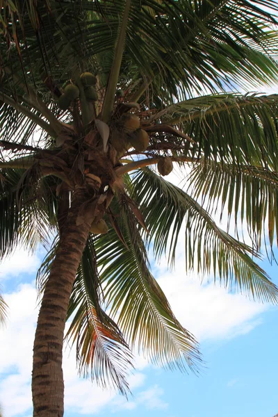 Palmera con cocos —  Fotos de Stock