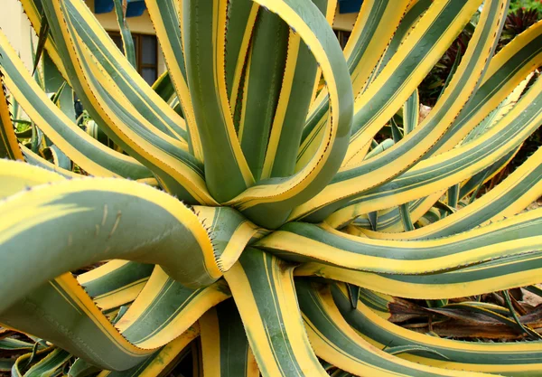 Agave cactus plant Stock Photo