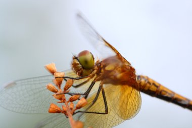 orthetrum cancellatum, Yusufçuk portre