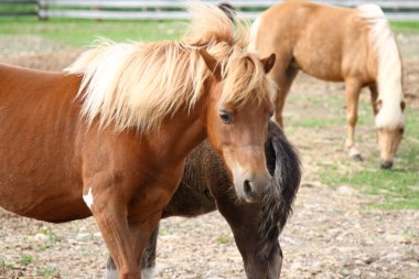 caballos miniatura