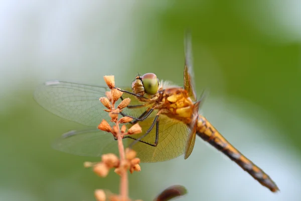 Orthetrum cancellatum, dragonfly, nära upp, — Stockfoto