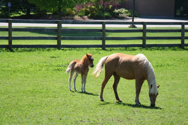 ミニチュア馬の母親と赤ちゃん — ストック写真
