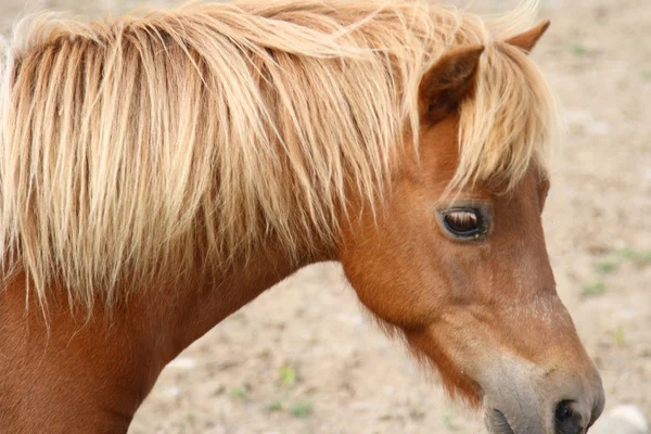 Retrato de caballo miniatura —  Fotos de Stock