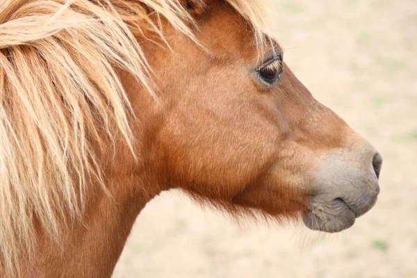 Miniature horse portrait — Stock Photo, Image