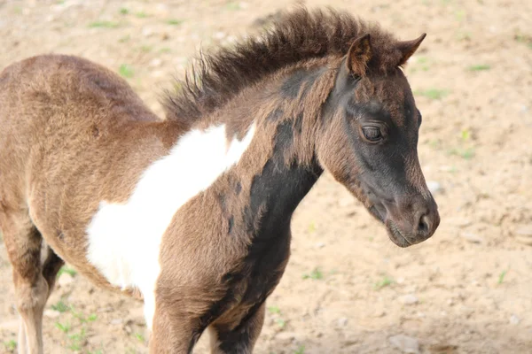 ミニチュア馬の子馬 — ストック写真