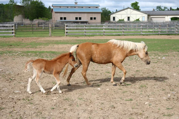 Miniature horse with baby foal — Stock Photo, Image