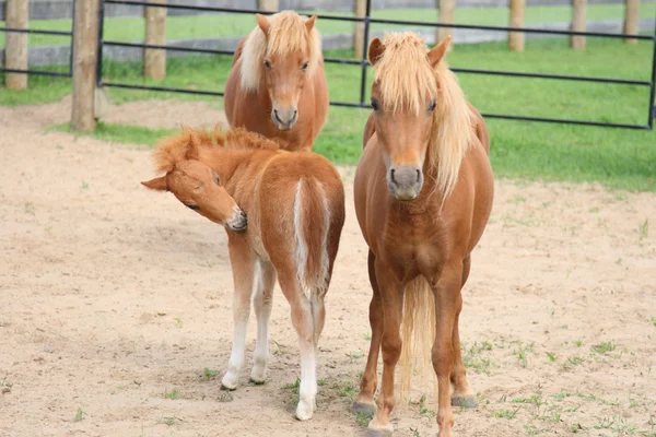 Miniature mares with young foal — Stock Photo, Image