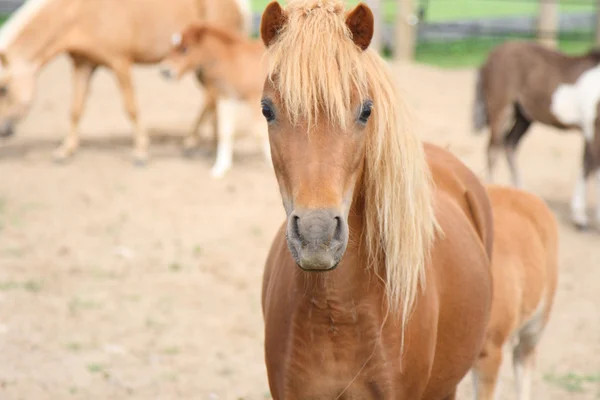 ミニチュア馬の肖像画 — ストック写真