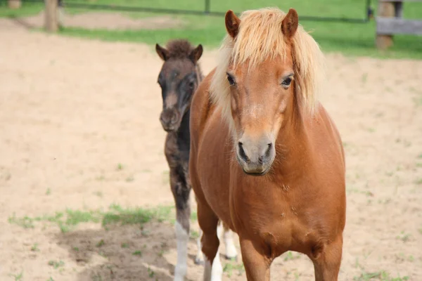 母ミニ馬と子馬 — ストック写真