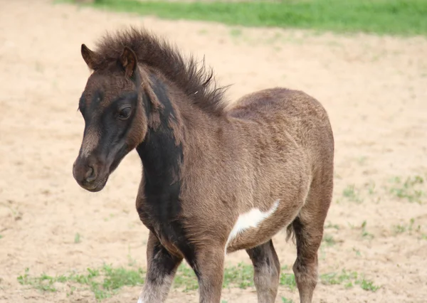 若いミニチュア馬の子馬 — ストック写真
