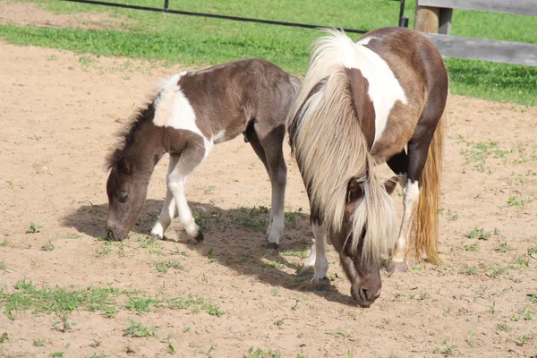 Miniature horse with young foal — Stock Photo, Image