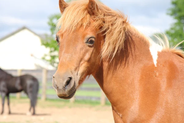 Mini horse portrait — Stock Photo, Image