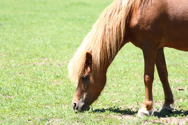 ミニチュア馬の放牧 — ストック写真