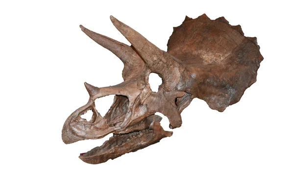 Huesos de dinosaurios con cráneo — Foto de Stock