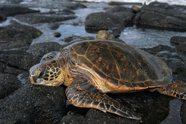 Зеленая черепаха отдыхает на скалах на Гавайях — стоковое фото