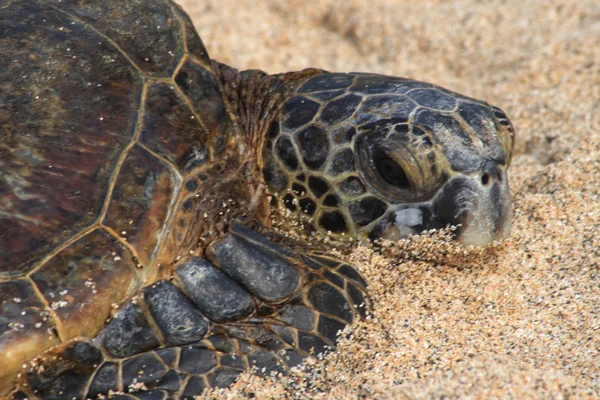 stock image Green sea turtle suning on the sand