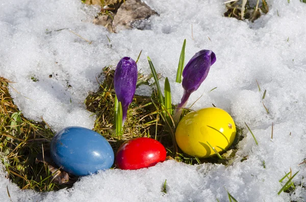 Crocus e ovos de Páscoa na neve — Fotografia de Stock