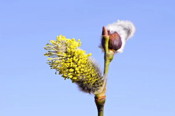 Salow pussy-willows and sky — Stock Photo, Image