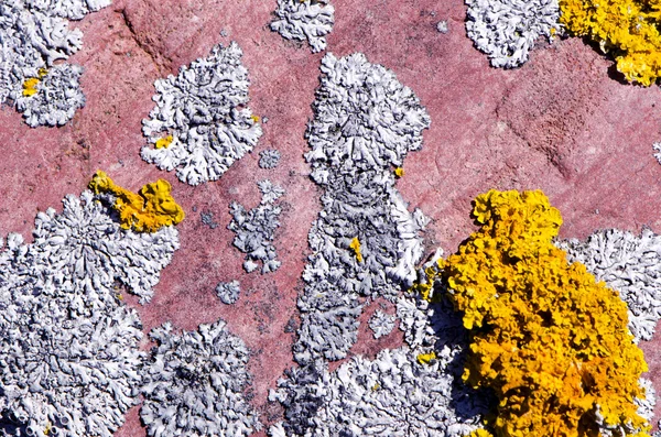 Fondo in pietra con licheni — Foto Stock