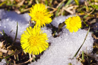 Three coltsfoots bolossoms in the snow clipart