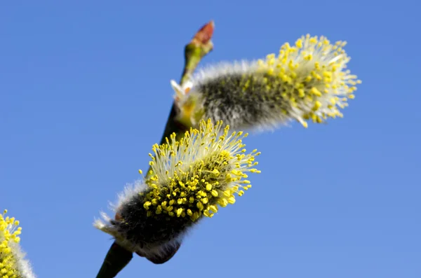 Spring sallow blossoms and sky — Stock Photo, Image