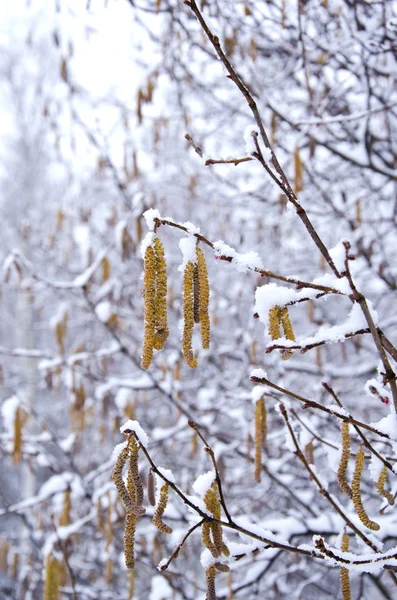 Spring nutwood catkins and snow — Stock Photo, Image