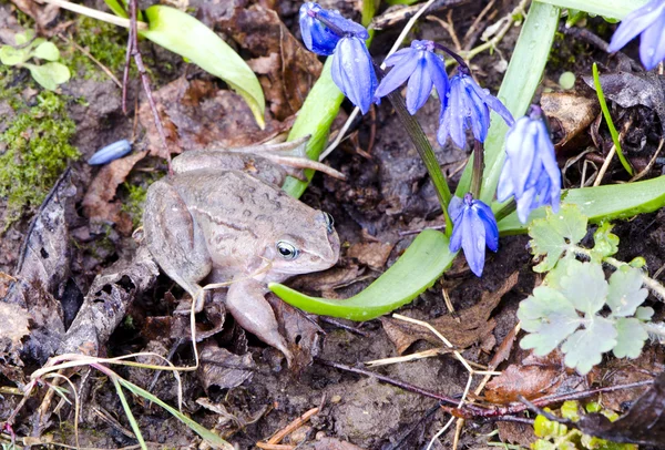 European common frog and spring flowers — Stock Photo, Image