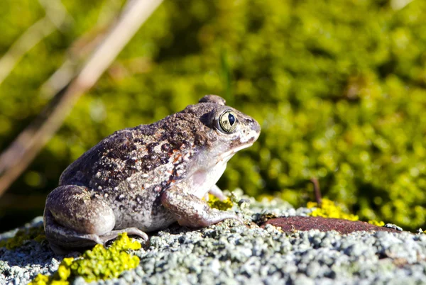 在石头上的青蛙 Pelobates 青海田鼠 — 图库照片