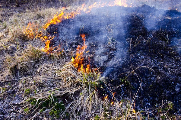 Branden droog gras in de lentetijd — Stockfoto