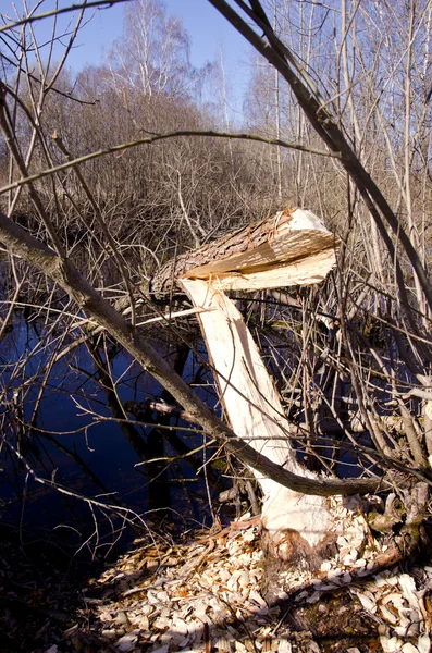 European beaver demolished willow for nutrition — Stock Photo, Image