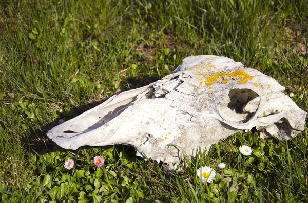 Cráneo de caballo sobre hierba y flores — Foto de Stock