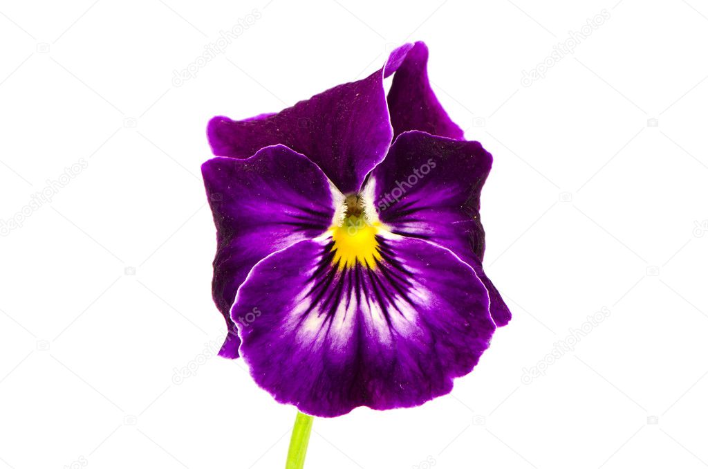 Isolated viola flower