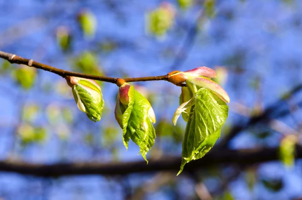 Jarní vápno pupeny a listy — Stock fotografie