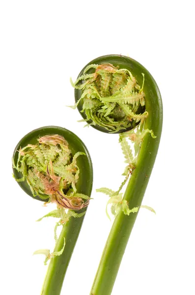 Απομονωμένες δύο φτέρες λαχανάκια σπείρες — Φωτογραφία Αρχείου