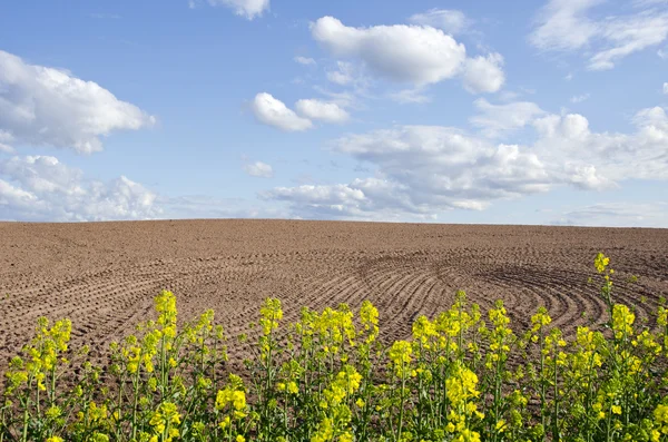 Spring rapes blossoms and new tillage — Stock Photo, Image