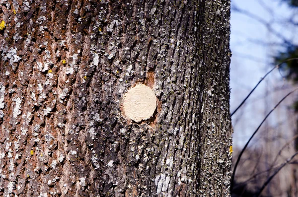 Παλιό κορμό σφενδάμνου μετά τη συγκομιδή της sap — Φωτογραφία Αρχείου
