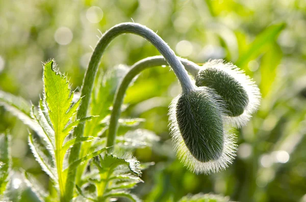 Two spring poppy buds — Stock Photo, Image