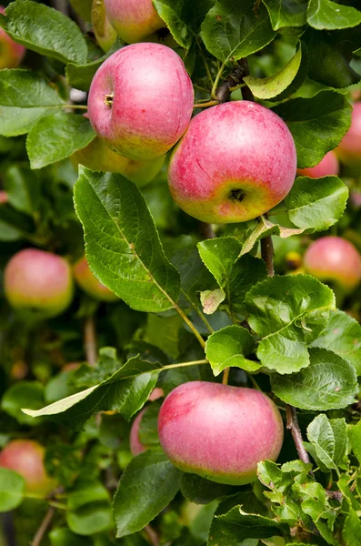 stock image Summer apples on the branch