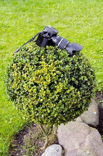 Fotografové fotoaparát na rostlině — Stock fotografie