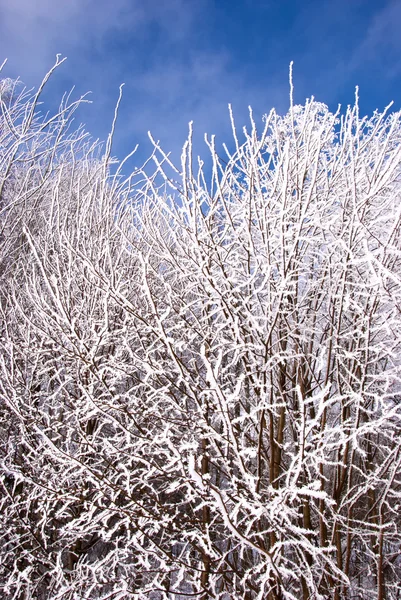 木の枝に霜 — ストック写真