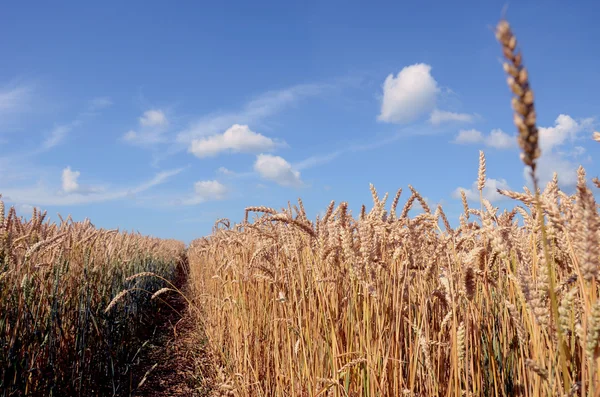 Teren de grâu în timpul sfârșitului de vară — Fotografie, imagine de stoc
