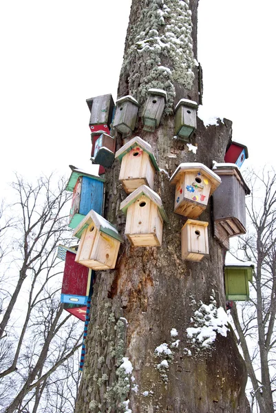 Kış ağaç ile kuşların yuvalama kutular toplama — Stok fotoğraf