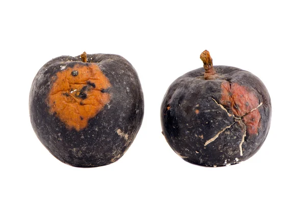 Два ізольованих і гнилих зимового яблука — стокове фото