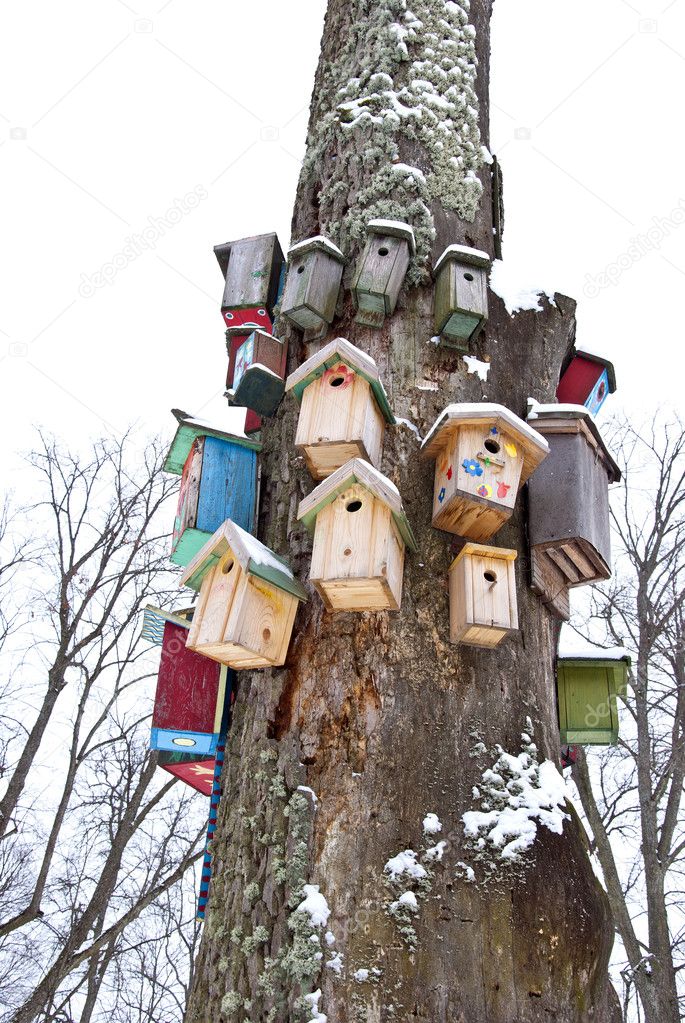 Winter tree with birds nesting-boxes collection