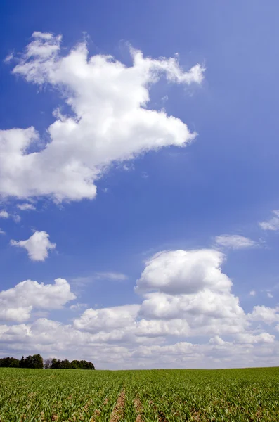 Bahar bitki alanı ve bulutlar — Stok fotoğraf