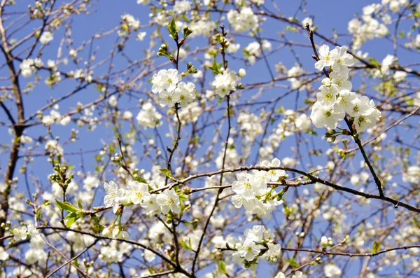 Kirschbaumfrühling blüht — Stockfoto