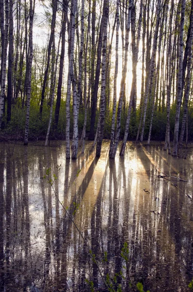 Luz solar da manhã de primavera na floresta — Fotografia de Stock