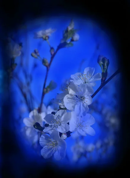 Misto primavera ciliegio fiore sfondo — Foto Stock