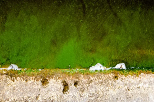 Green pond water with algae background — Stock Photo, Image